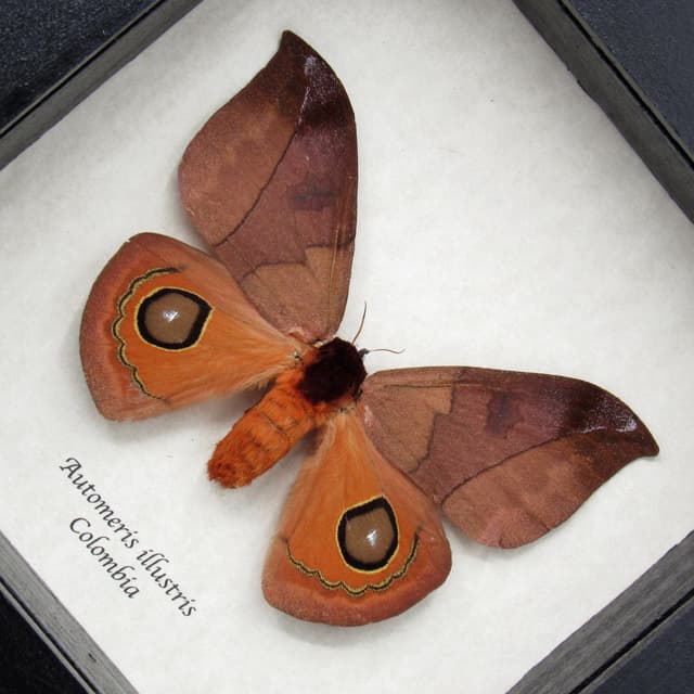 Real Saturn moth framed taxidermy - Automeris illustris - female