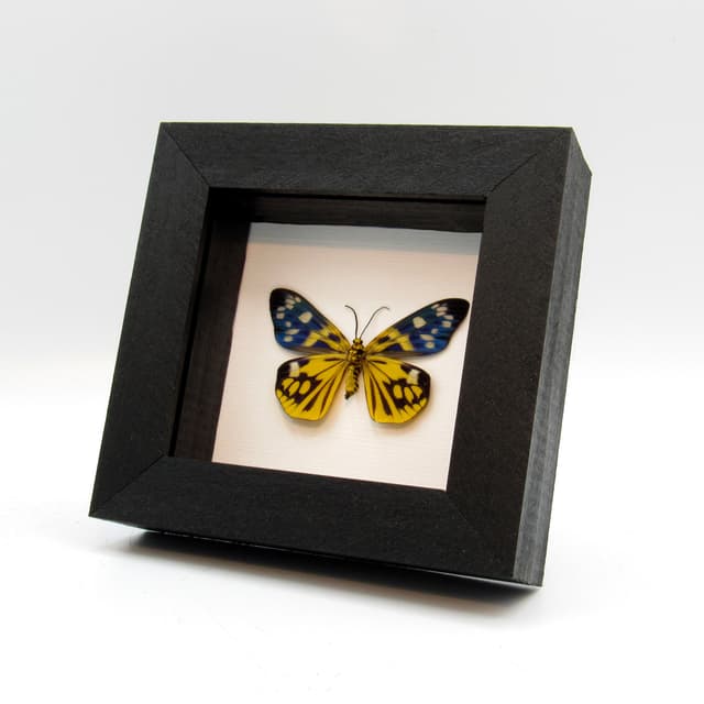 Rare yellow metallic Day Moth framed taxidermy - Psaphis euschemoides