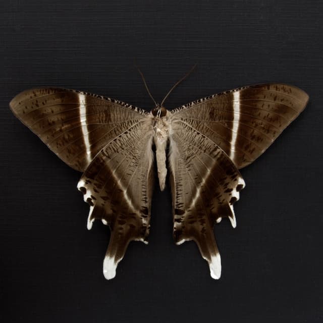 Giant Tropical Swallowtail Moth framed taxidermy - Lyssa macleayi - Victorian mount
