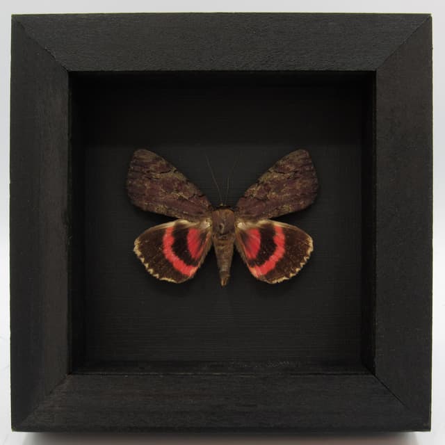 Real pink Underwing moth - Catocala cara