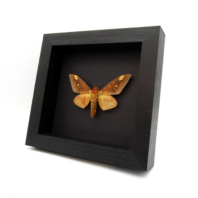 Real Saturn moth framed taxidermy - Citheronia aroa