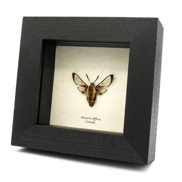 Real furry Snowberry Clearwing moth framed taxidermy - Hemaris diffinis - female