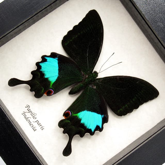Real Peacock Swallowtail butterfly framed taxidermy - Papilio paris - XL female