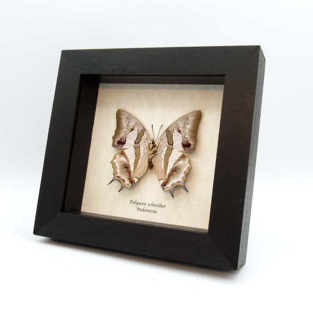 Real pearlescent butterfly framed taxidermy - Polyura schreiber - female