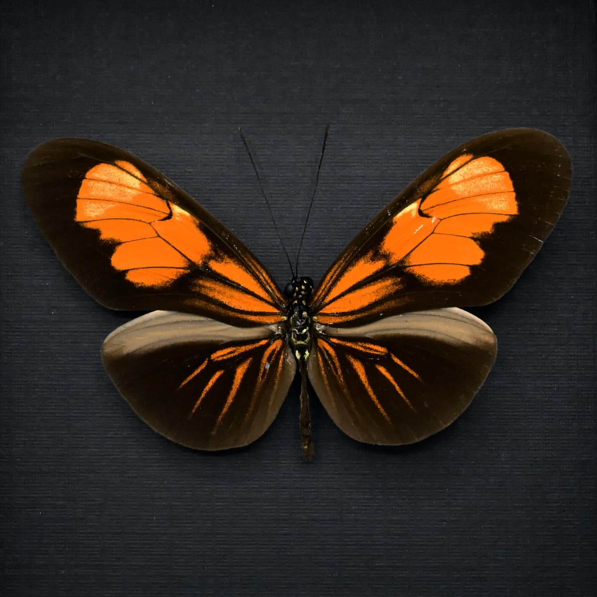 Real orange Longwing butterfly framed taxidermy - Heliconius erato andremona
