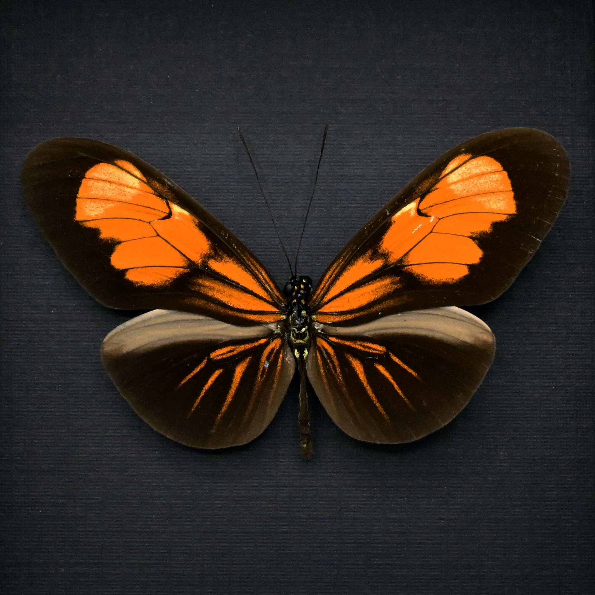 Real orange Longwing butterfly framed taxidermy - Heliconius erato andremona