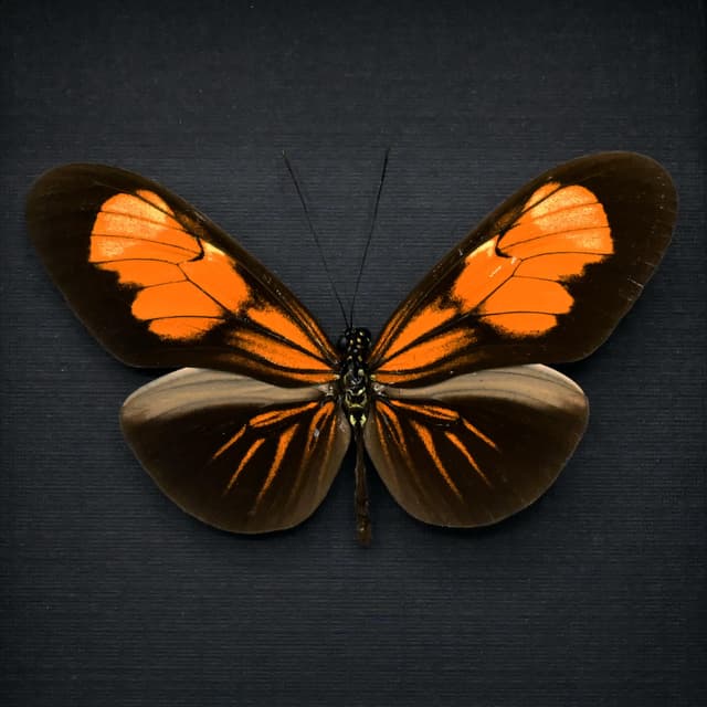 Real orange Longwing butterfly framed taxidermy - Heliconius erato andremona