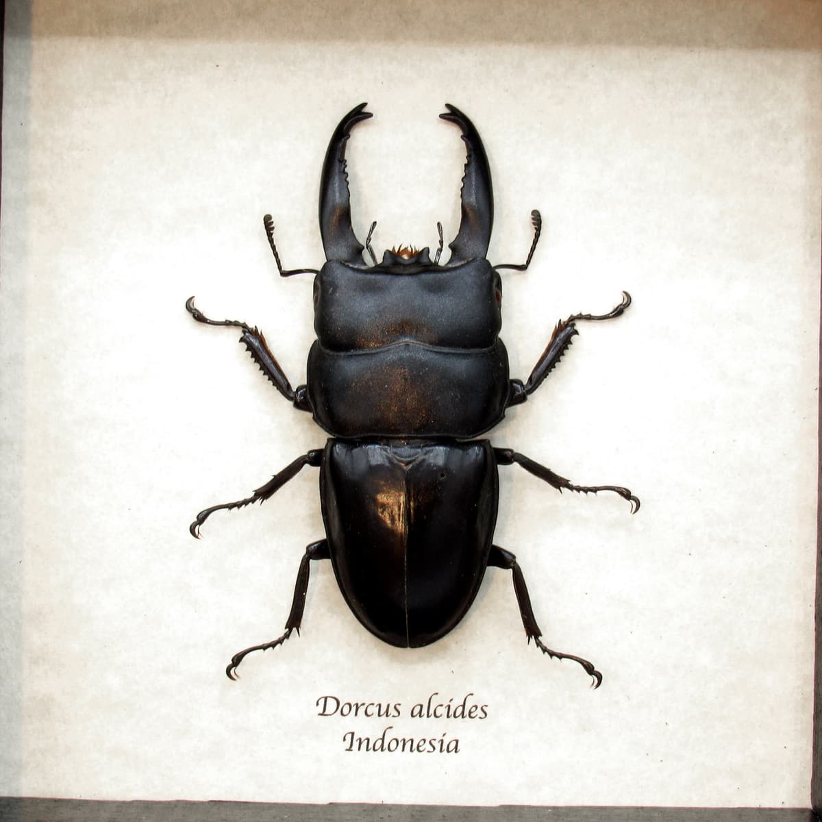 Real Giant Stag beetle framed taxidermy - Dorcus alcides - XL