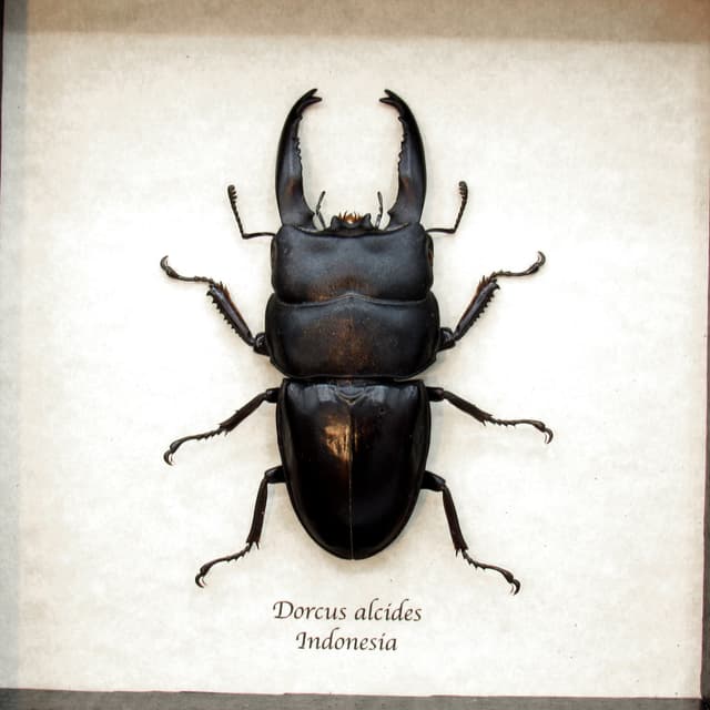 Real Giant Stag beetle framed taxidermy - Dorcus alcides - XL
