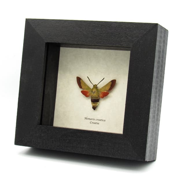 Rare Olive Bee Hawkmoth framed taxidermy specimen - Hemaris croatica
