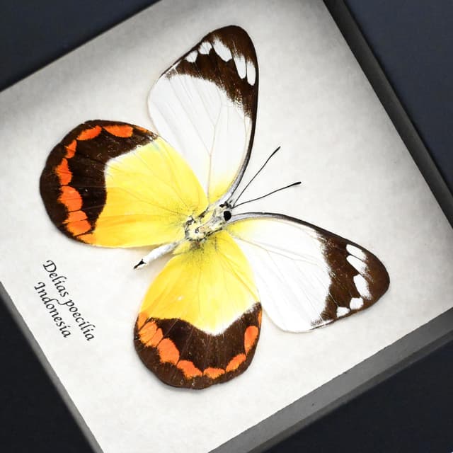 Real large yellow Delias butterfly framed taxidermy - Delias poecilia