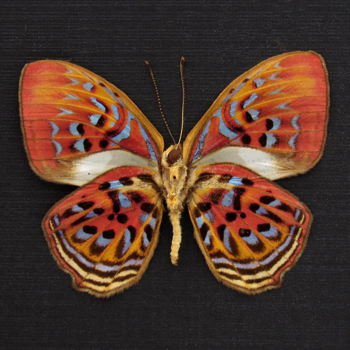 Rare Red Harlequin butterfly framed taxidermy - Paralaxita telesia