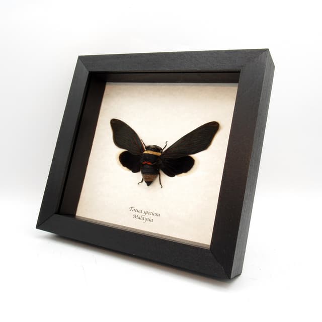 Rare Giant Black Rainforest Cicada framed taxidermy - Tacua speciosa