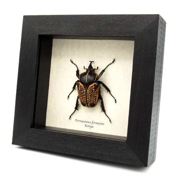 Large black and gold Scarab beetle framed taxidermy - Fornasinius fornasini