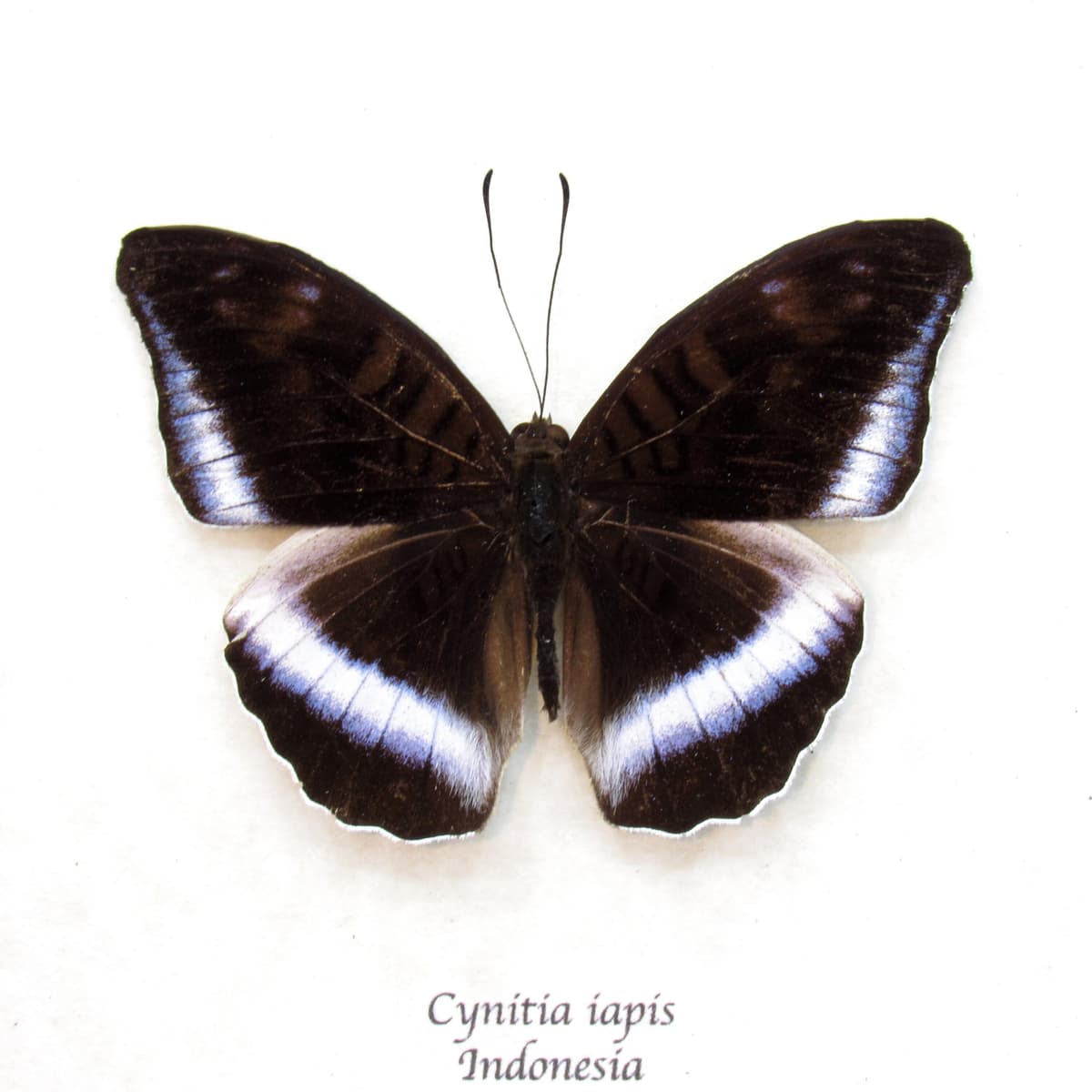 Real Horsefield's Baron butterfly framed taxidermy - Cynitia iapis