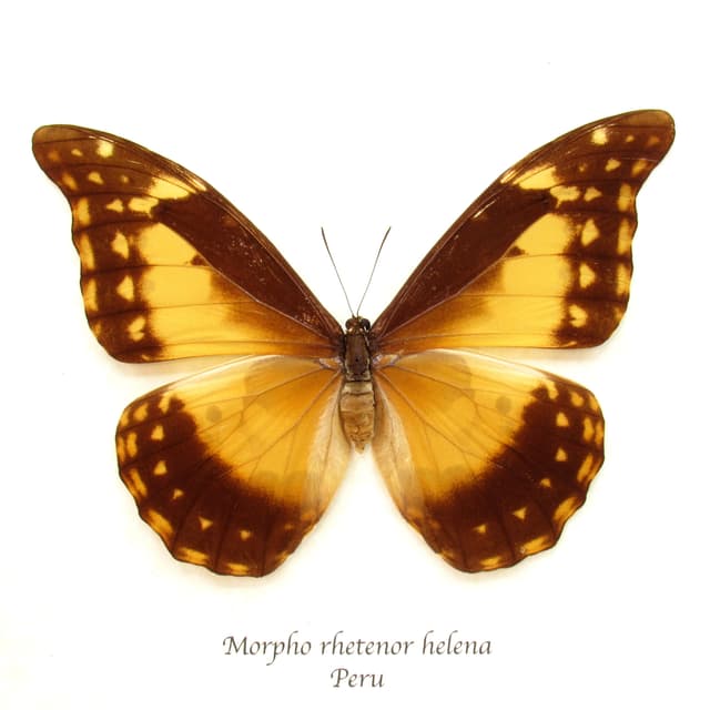Rare yellow Morpho butterfly framed taxidermy - Morpho rhetenor helena - female