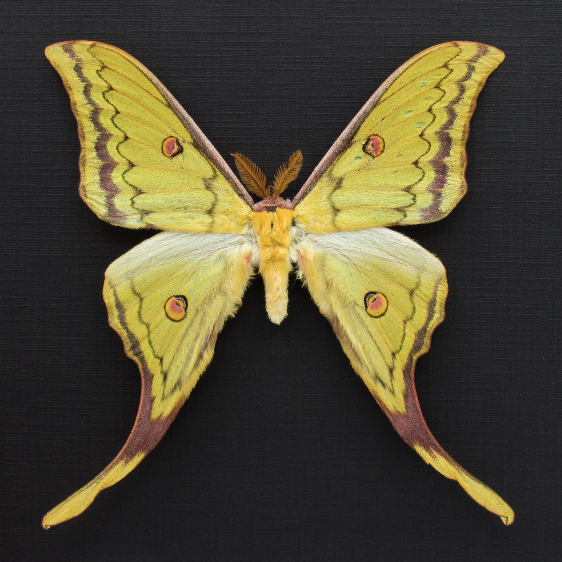 Very rare Hybrid Moon moth framed specimen - Actias sinensis x Graellsia isabellae