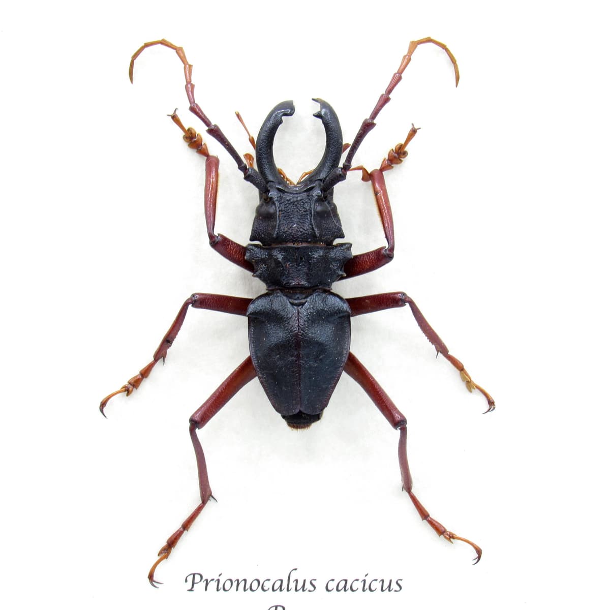 Real large Longhorn beetle framed taxidermy - Prionocalus cacicus