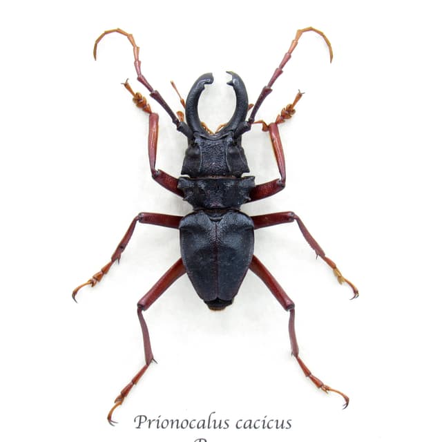 Real large Longhorn beetle framed taxidermy - Prionocalus cacicus