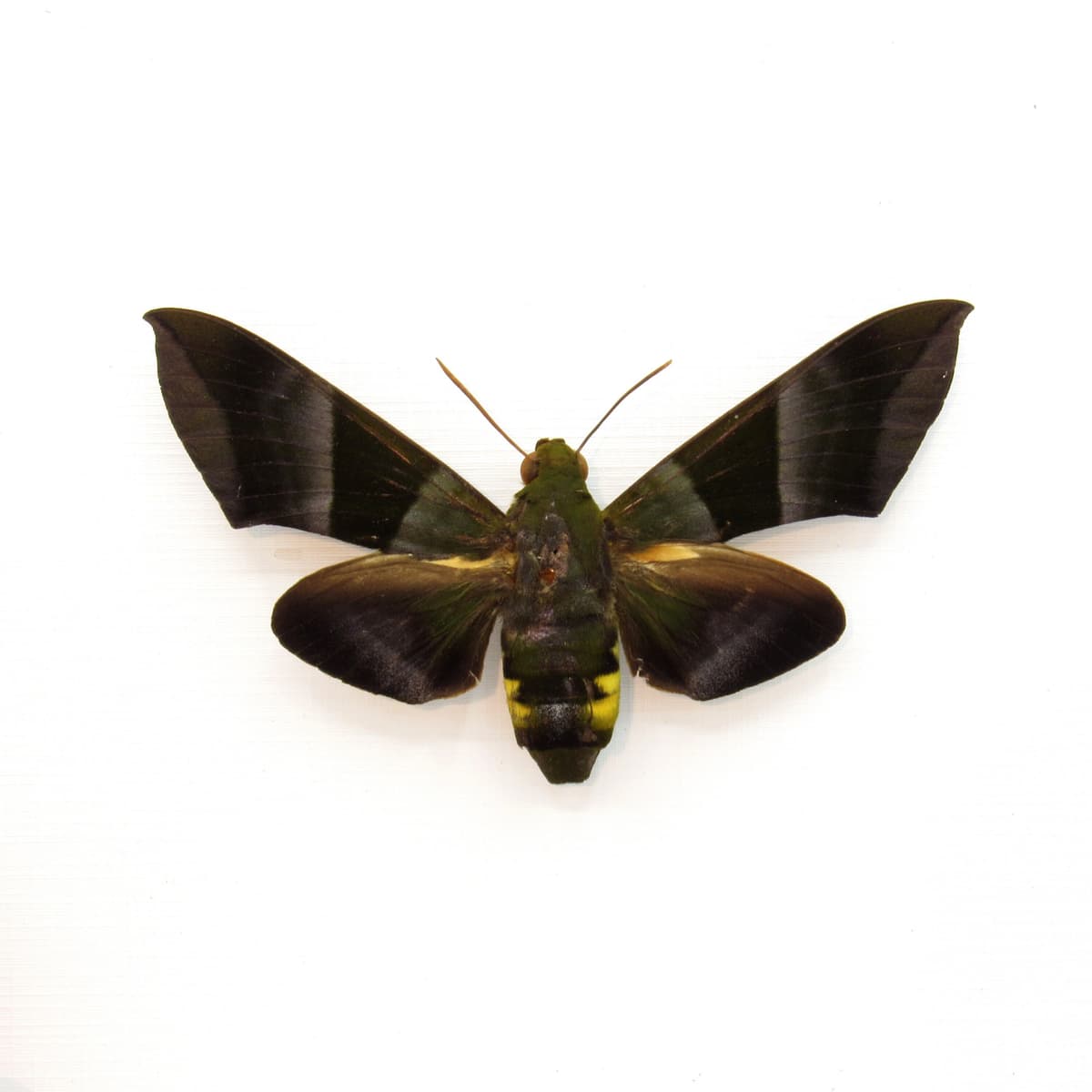Very rare giant green Hawkmoth framed taxidermy - Oryba kadeni - large female
