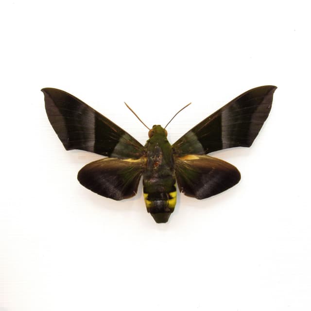 Very rare giant green Hawkmoth framed taxidermy - Oryba kadeni - large female