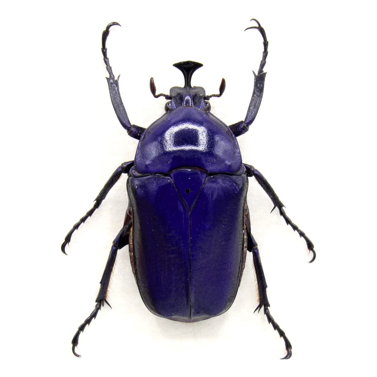 Rare Purple Flower beetle framed taxidermy - Trigonophorus rothschildi