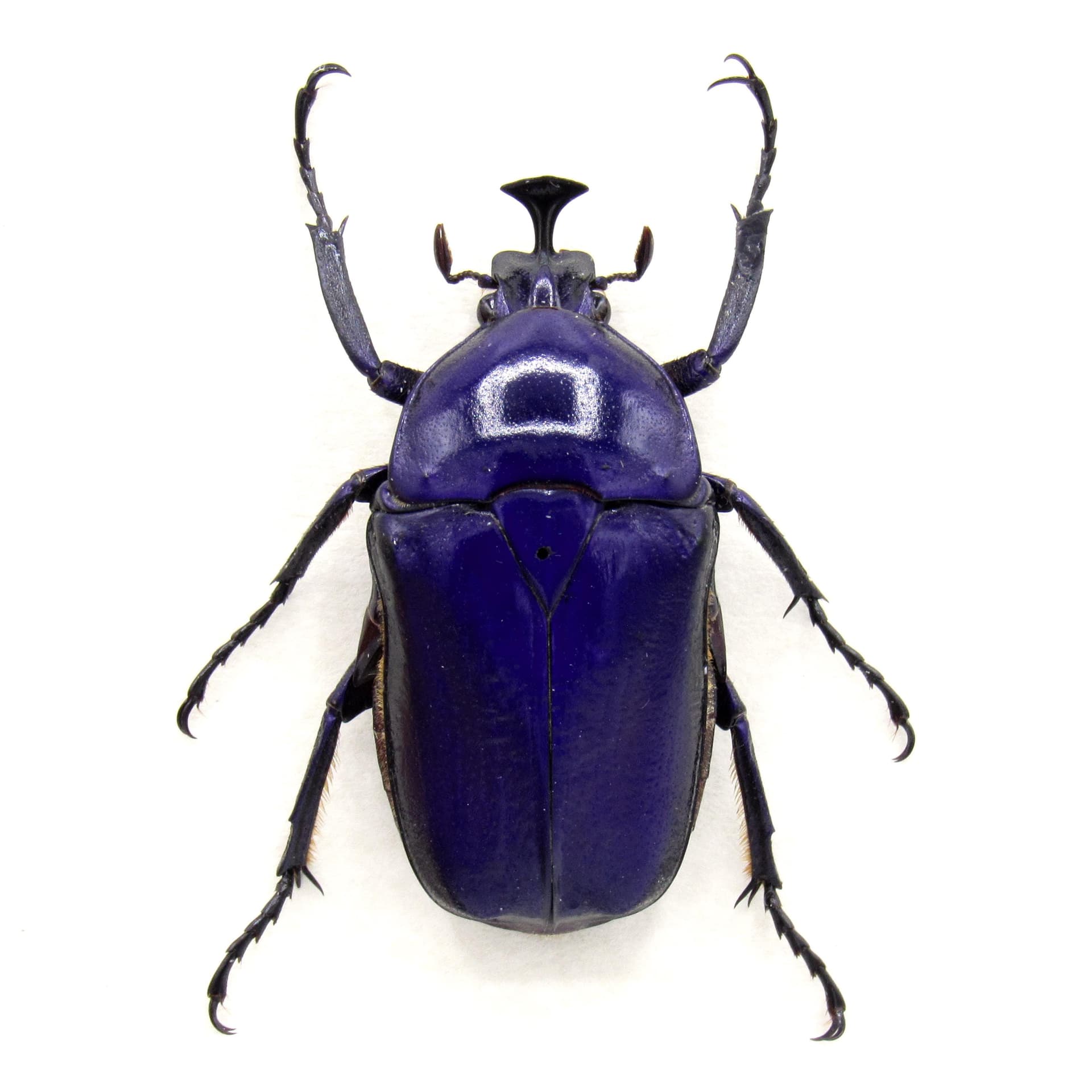 Rare Purple Flower beetle framed taxidermy - Trigonophorus rothschildi