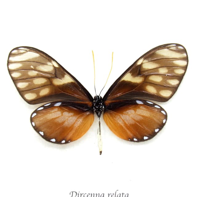 Real Glasswing butterfly framed specimen - Dircenna relata