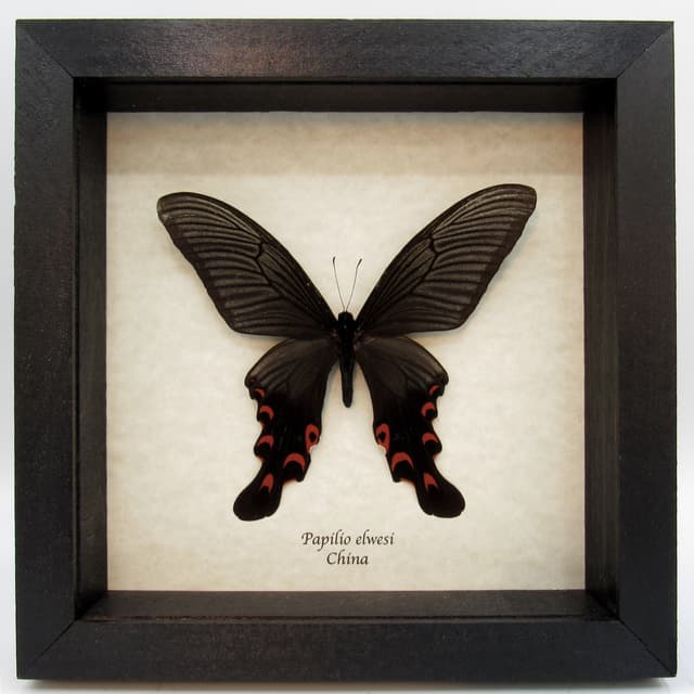Real Giant Swallowtail butterfly framed taxidermy - Papilio elwesi - XL summer form