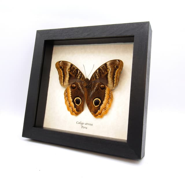 Real XL Golden Owl butterfly framed taxidermy - Caligo atreus