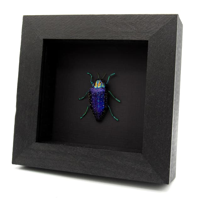 Real hairy metallic purple beetle framed taxidermy - Polybothris sumptuosa gema