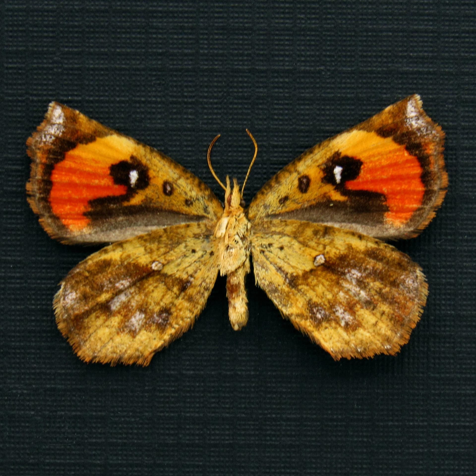 Real tiny Sunset moth framed taxidermy - Pterodecta anchora