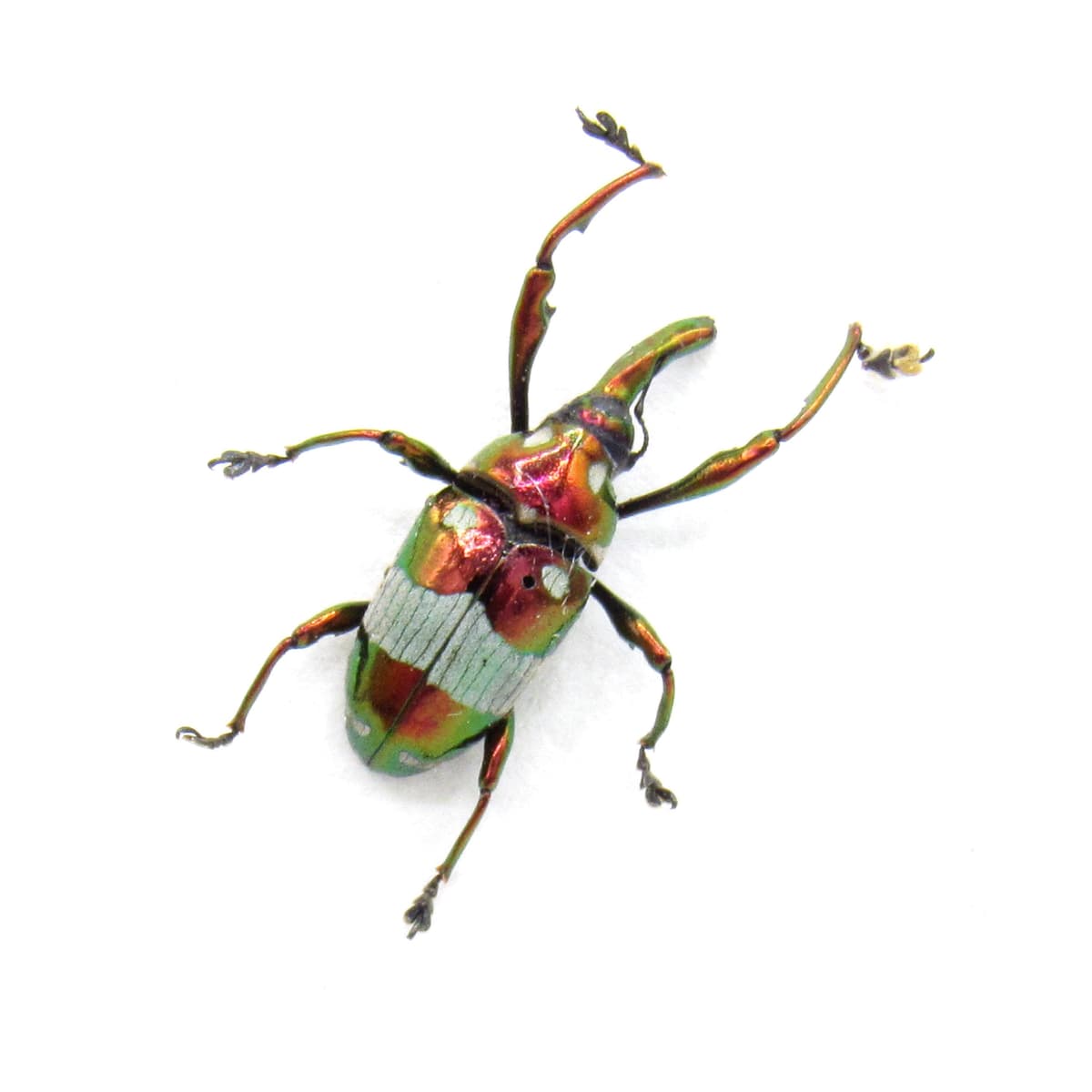 Real long snout weevil beetle framed specimen - Alcidodes chalcomorphus