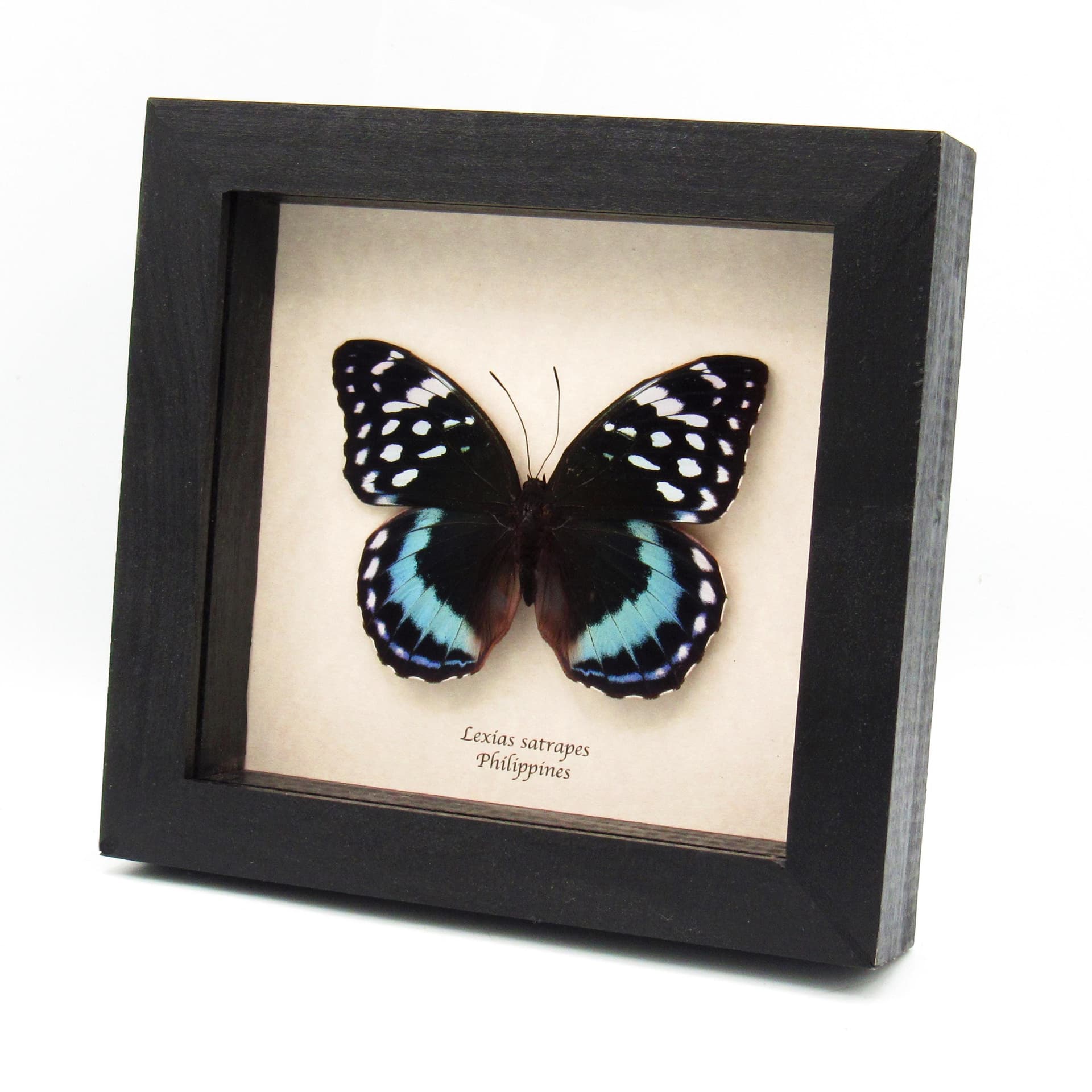 Real blue butterfly framed taxidermy - Lexias satrapes - large female