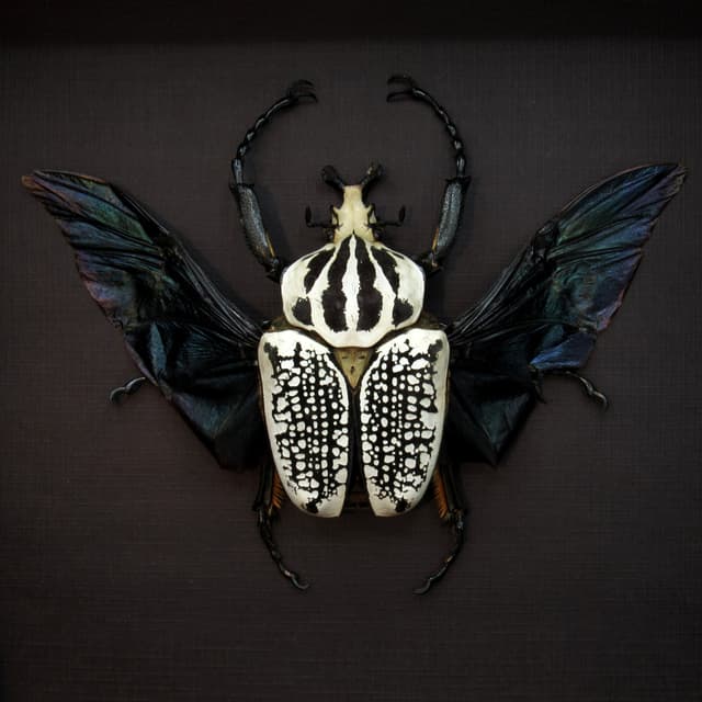 Real XXL Flower Beetle framed taxidermy - Goliathus orientalis