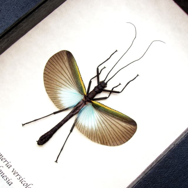 Real blue stick bug framed taxidermy taxidermy - Orthomeria versicolor - female