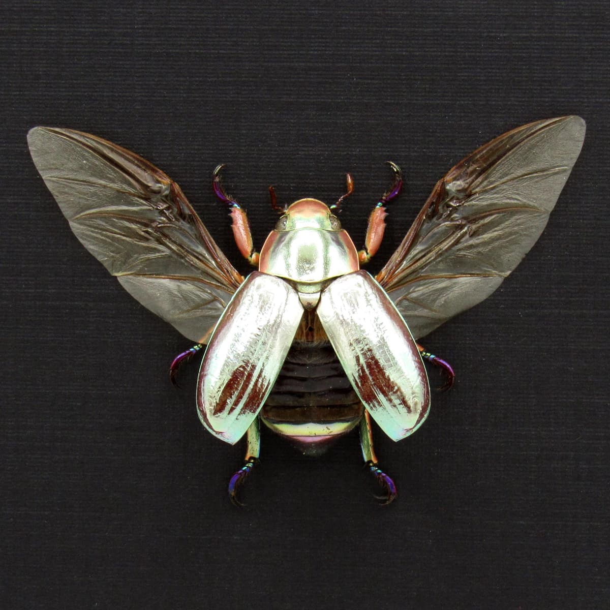 Rare silver Jewel beetle framed taxidermy - Chrysina chrysargyrea