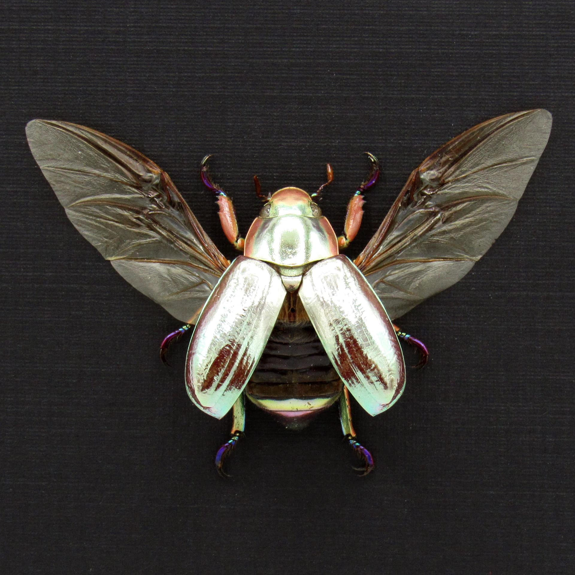 Rare silver Jewel beetle framed taxidermy - Chrysina chrysargyrea
