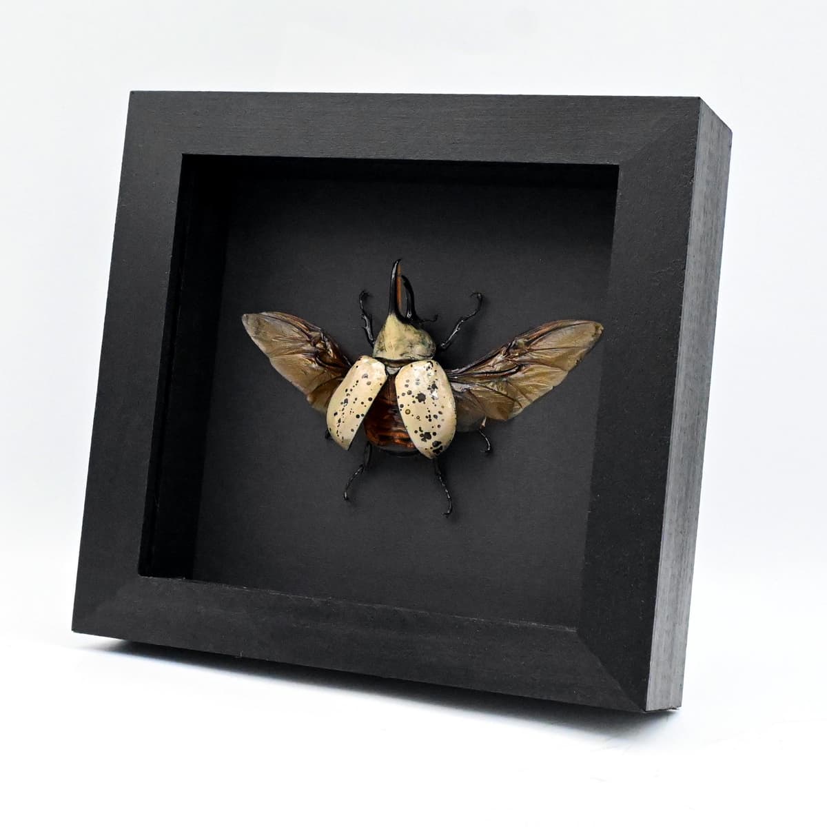 Real large Western Hercules beetle framed taxidermy - Dynastes grantii