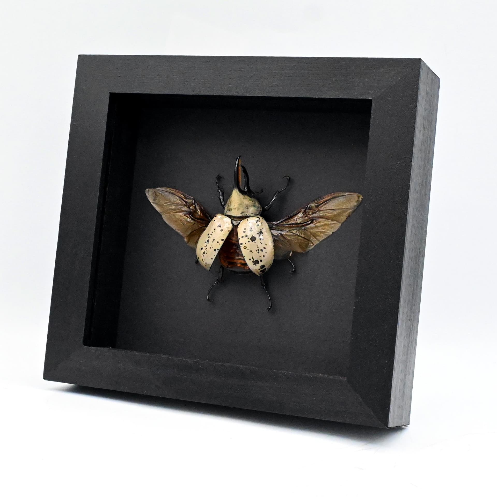Real large Western Hercules beetle framed taxidermy - Dynastes grantii