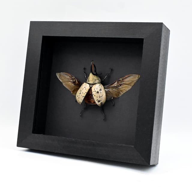 Real large Western Hercules beetle framed taxidermy - Dynastes grantii