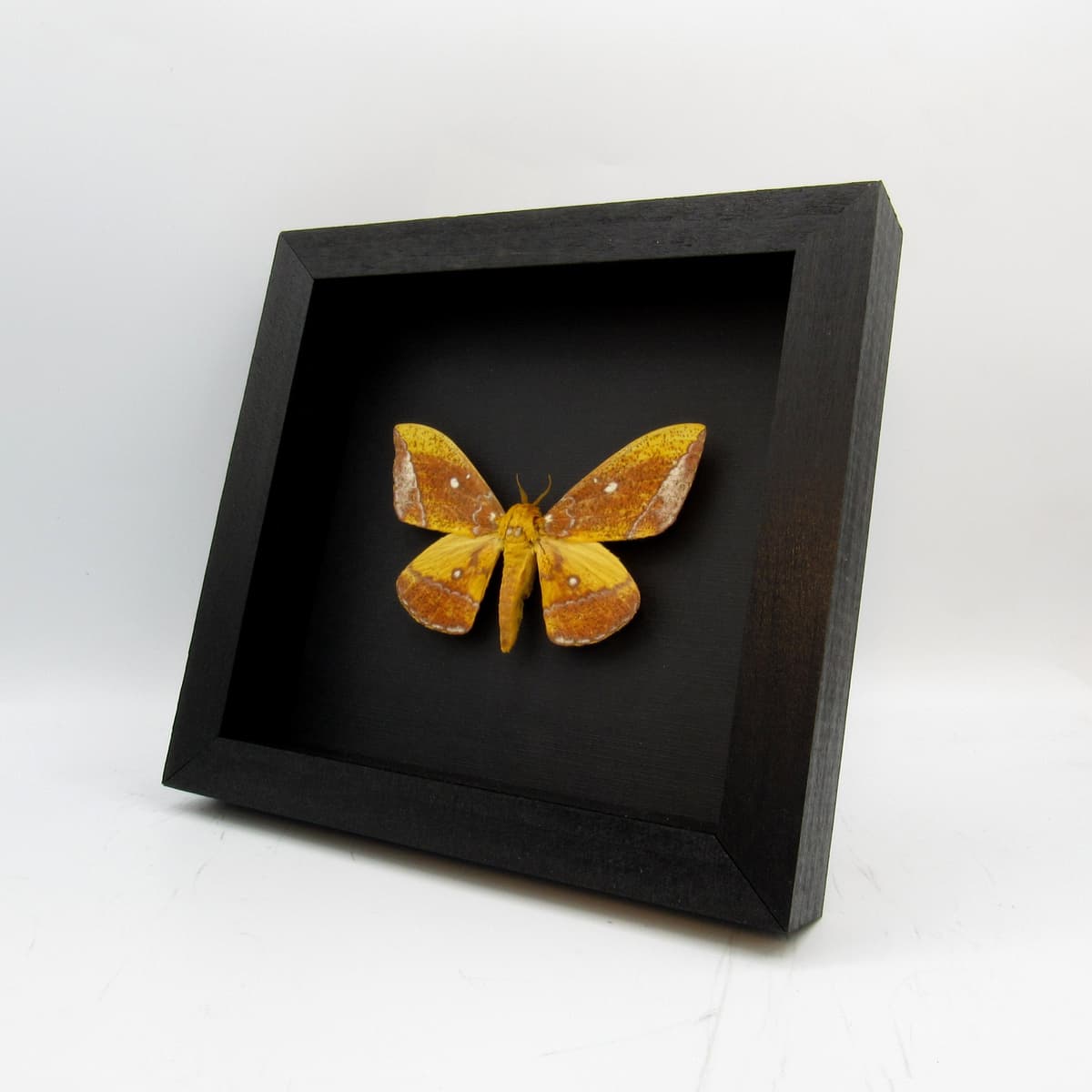Rare Saturn moth framed taxidermy - Eacles ducalis