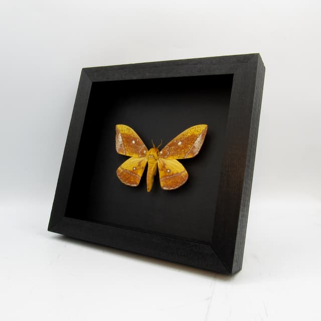 Rare Saturn moth framed taxidermy - Eacles ducalis