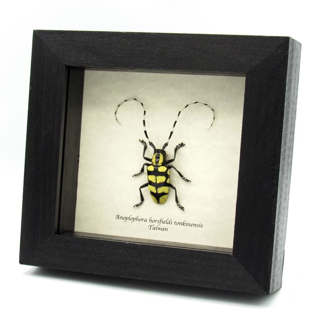 Real yellow Longhorn beetle framed taxidermy - Anoplophora horsfieldi tonkinensis