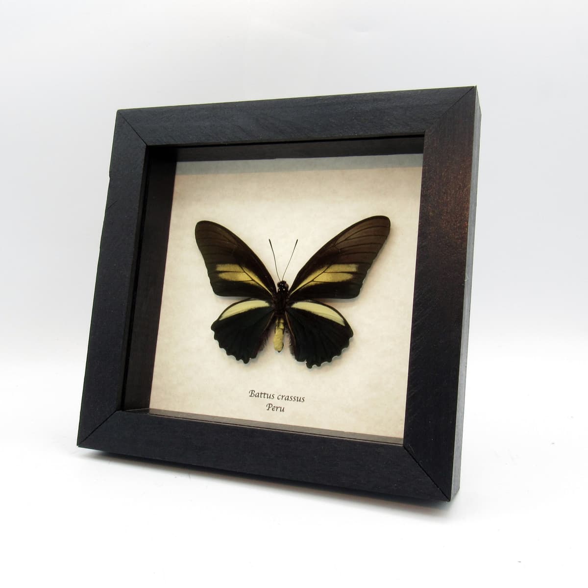 Real deep indigo butterfly framed - Battus crassus