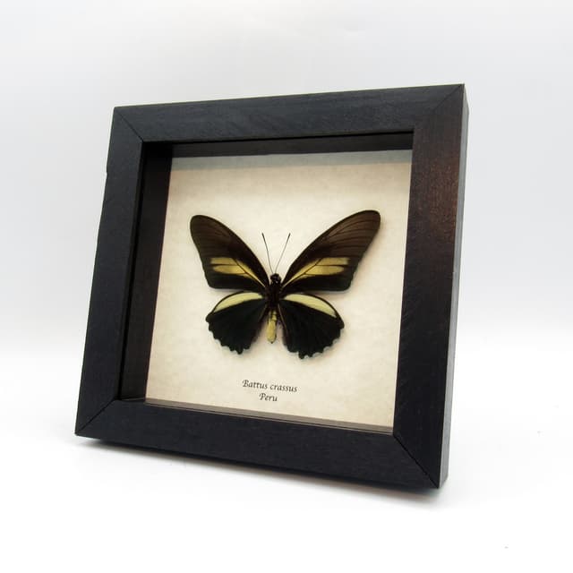 Real deep indigo butterfly framed - Battus crassus