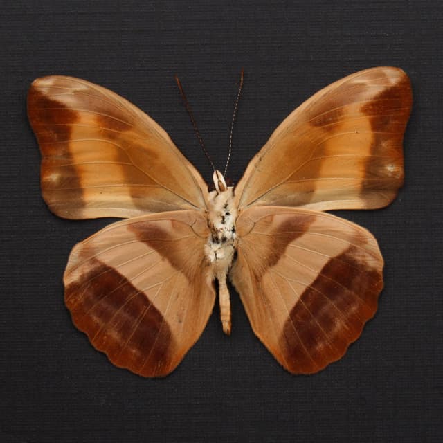 Real butterfly framed specimen - Catonephele antinoe