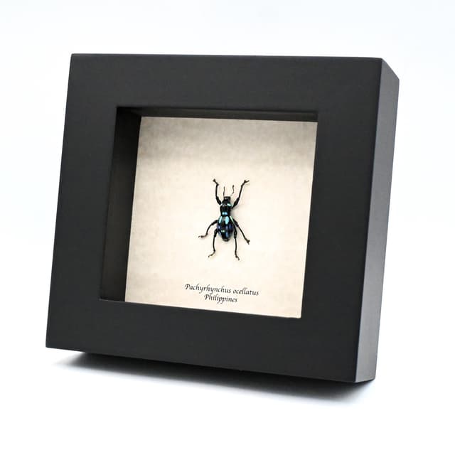 WEEVIL MANIA - Real blue beetle framed - Pachyrhynchus ocellatus - rare color form
