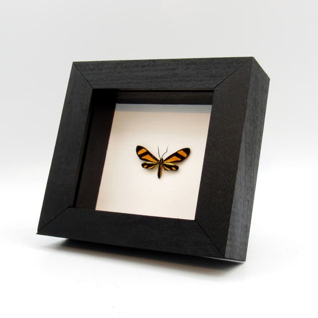 Real tiny yellow day flying moth framed taxidermy - Zygaenidae species