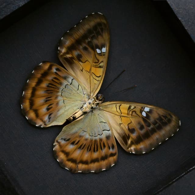 Real Guinea Clipper butterfly framed taxidermy - Parthenos aspila
